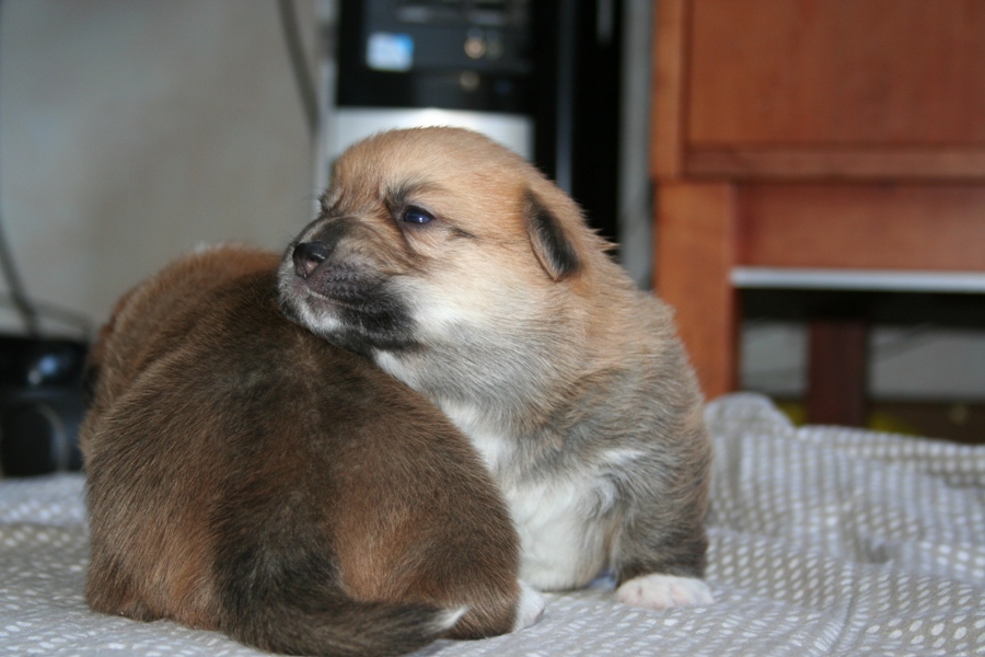 Puppies